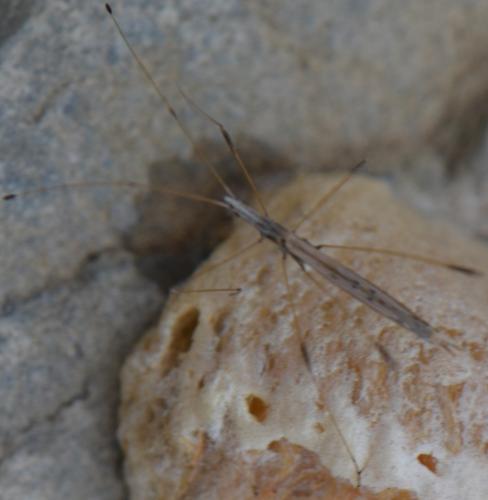Neides sp.